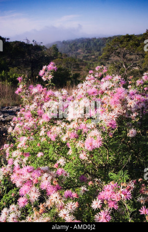 Fioritura Mimosa Bush sulla collina, Texas, Stati Uniti d'America Foto Stock