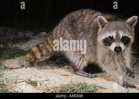 Raccoon di notte Foto Stock