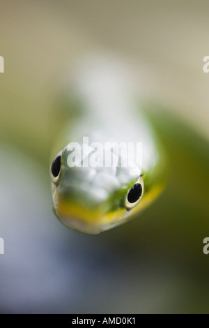 Albero verde serpente Foto Stock