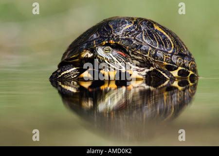 Cursore Red-Eared Turtle Foto Stock