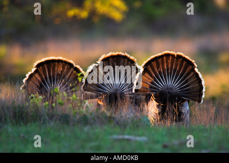 Rio Grande tacchini selvatici Foto Stock