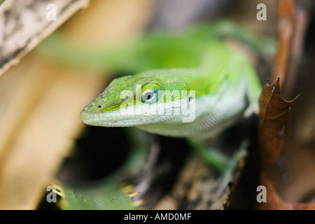 Verde lucertola Anole Foto Stock