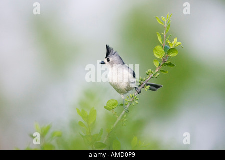 Cincia tufted sul ramo Foto Stock