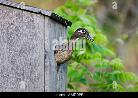 Anatra di legno nella casella di Nesting Foto Stock