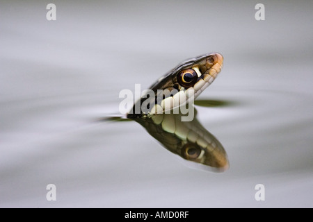 Ribbon Snake in acqua Foto Stock