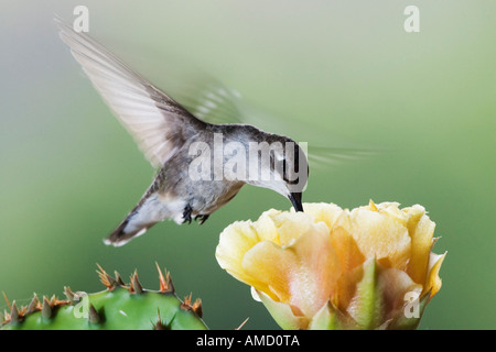 Hummingbird Black-Chinned a Ficodindia Cactus Foto Stock