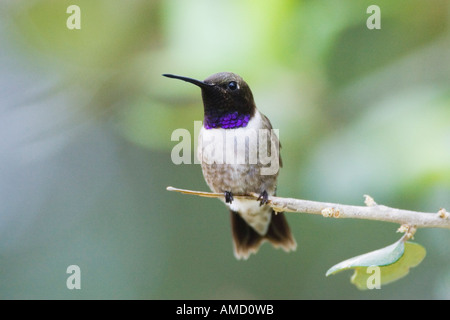 Nero-chinned Hummingbird sul ramo Foto Stock