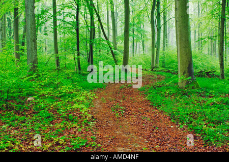 Il percorso attraverso la foresta, Baviera, Germania Foto Stock