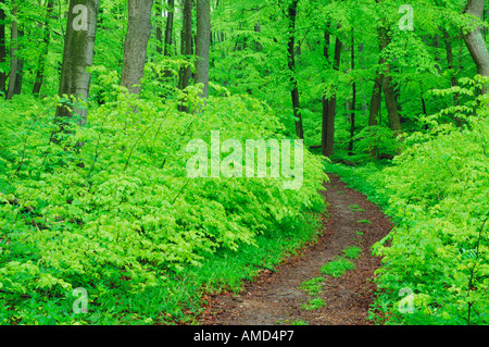 Percorso attraverso la Foresta, Parco Nazionale Hainich, Turingia, Germania Foto Stock