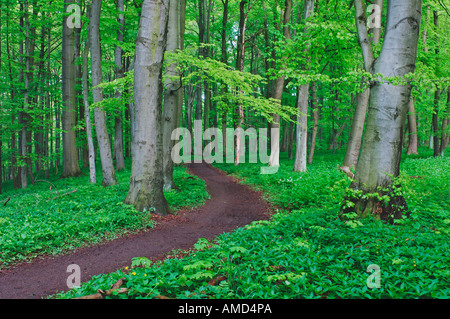 Percorso attraverso la Foresta, Parco Nazionale Hainich, Turingia, Germania Foto Stock