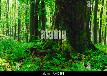 Grande Tronco di albero nella Foresta, Parco Nazionale Hainich, Turingia, Germania Foto Stock