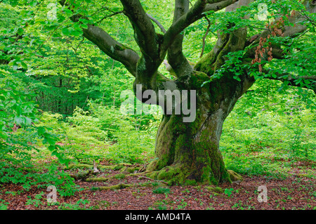 Vecchio Faggio in foresta, Kellerwald-Edersee National Park, Hesse, Germania Foto Stock