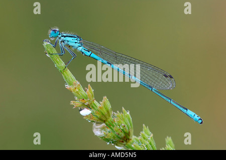Damselfly sul fiore Foto Stock