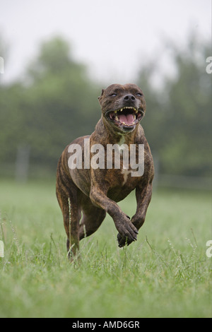 Mixed-razza cane (Pitbull x ?) in esecuzione su prato Foto Stock