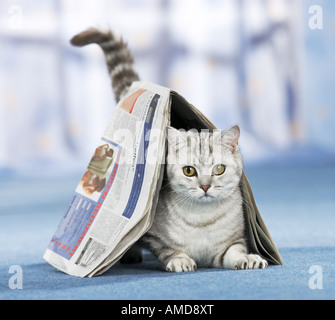 British Shorthair cat - che giace sotto il giornale Foto Stock