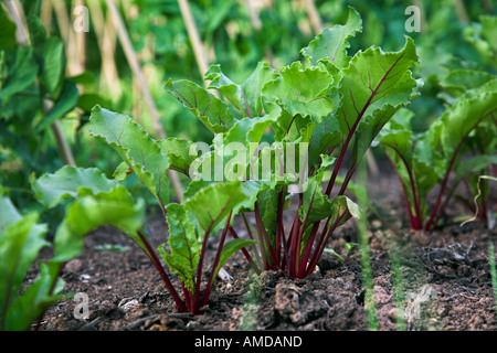 Righe di barbabietole che crescono in un giardino nella campagna gallese Regno Unito Foto Stock