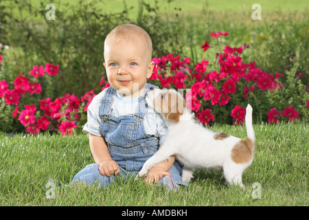 Boy e Jack Russell Terrier cucciolo di cane Foto Stock