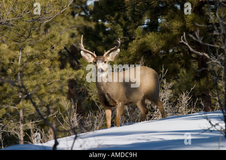 Immagine di un fantastico buck deer rendendo il suo modo attraverso il profondo Neve Colorado Foto Stock