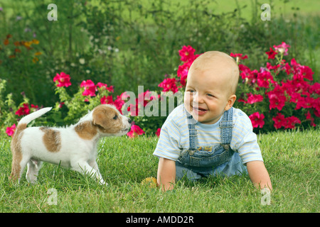 Boy e Jack Russell Terrier cucciolo di cane Foto Stock