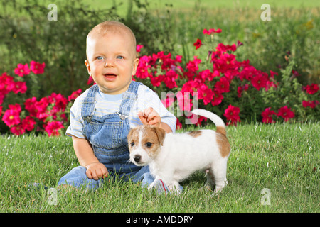 Boy e Jack Russell Terrier cucciolo di cane Foto Stock