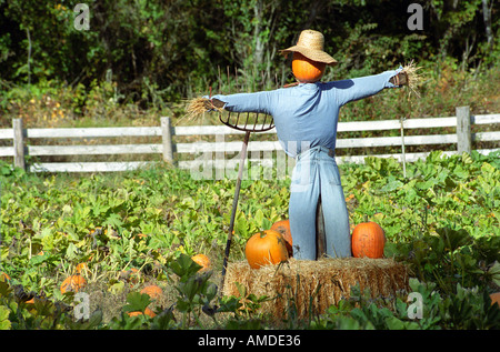 Lo Spaventapasseri si affaccia sulla zucca patch nelle zone rurali Oregon USA Foto Stock