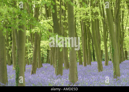 Bluebell legno in Inghilterra del Sud Foto Stock