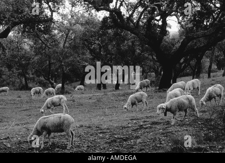 Pecora che pascola in campo, Portogallo Foto Stock