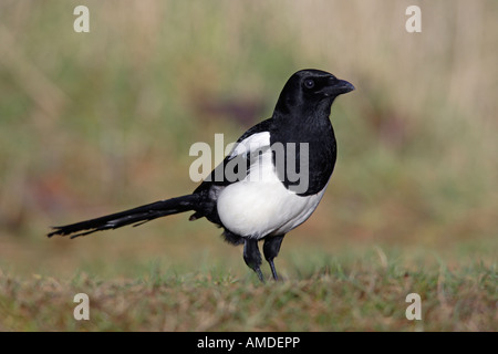 Gazza Pica pica guardando alert Potton Bedfordshire Foto Stock