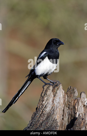 Gazza Pica pica guardando alert Potton Bedfordshire Foto Stock