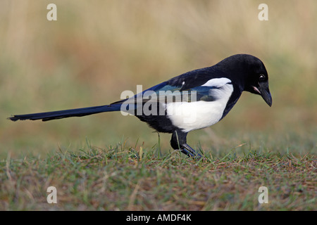 Gazza Pica pica guardando alert Potton Bedfordshire Foto Stock