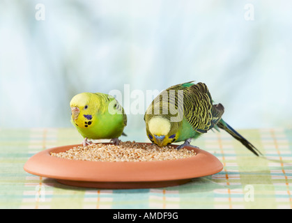 Budgerigar, Budgie (Melopsittacus undulatus). Paio mangiare semi da un piatto Foto Stock