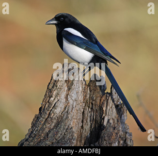 Gazza Pica pica guardando alert Potton Bedfordshire Foto Stock