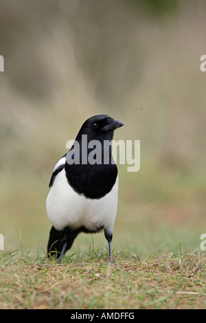 Gazza Pica pica guardando alert Potton Bedfordshire Foto Stock