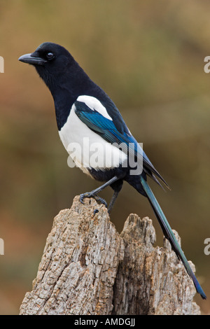 Gazza Pica pica guardando alert Potton Bedfordshire Foto Stock