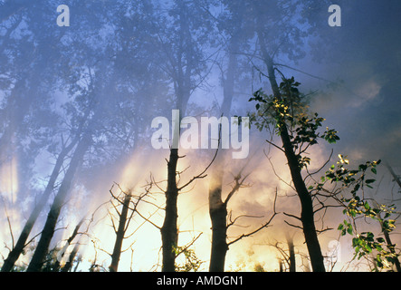 Il fumo nella foresta di Alberta, Canada Foto Stock