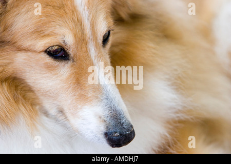 Sheepdog Shetland o sheltie close up di faccia Foto Stock