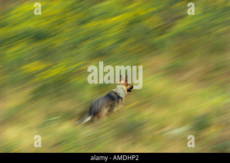 Pastore Tedesco New Brunswick, Canada Foto Stock