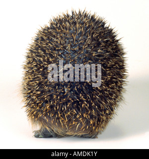 Western hedgehog hedgehog europeo Erinaceus europaeus giovani una vista posteriore Foto Stock