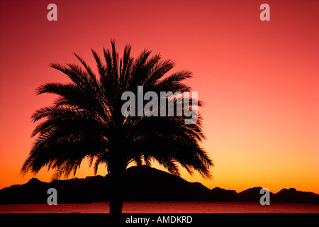 Silhouette di Palm Tree a Sunrise vicino Guaymas, Messico Foto Stock