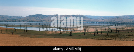 Morti di alberi di eucalipto nel serbatoio di acqua Foto Stock