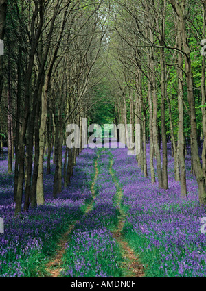 Bluebells in piena fioritura lungo un bosco via in Chilterns sulla Bucks Hertfordshire confini Foto Stock