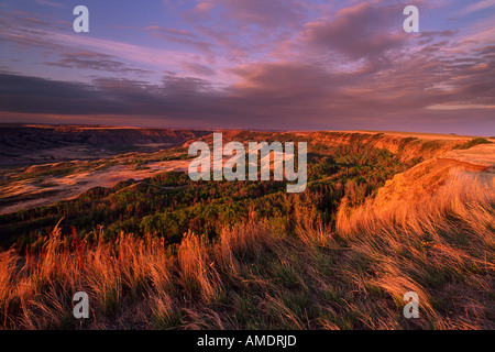 Alba a isola secca Buffalo Jump Parco provinciale di Alberta, Canada Foto Stock