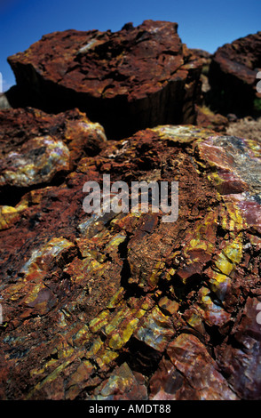 Close up di legno fossilizzato parco nazionale della Foresta Pietrificata in Arizona USA Foto Stock