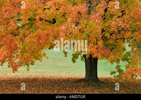 Maple Tree con picco di Colore di autunno Harrison County Indiana Foto Stock