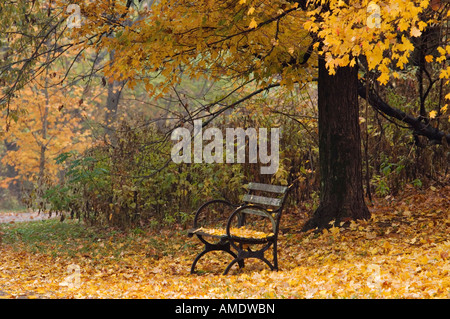 Parco solitario banco sotto autunno Acero Cherokee Park Louisville Kentucky Foto Stock