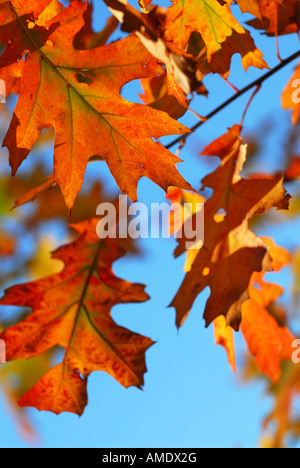 Primo piano di colorati cadono le foglie di quercia naturale con sfondo blu cielo Foto Stock