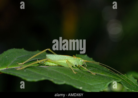 Oak Bush Cricket (Meconema thalassinum) Foto Stock