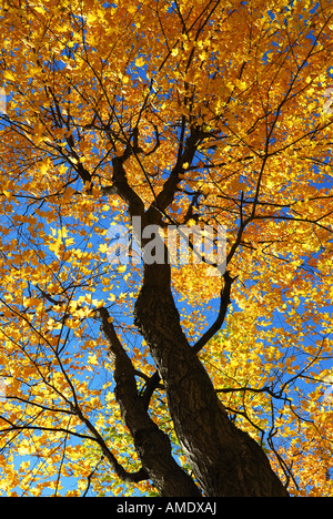 Caduta di alberi di acero incandescente nella luce del sole con cielo blu sullo sfondo Foto Stock