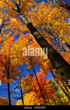 Caduta di alberi di acero sul giorno di autunno caldo Foto Stock