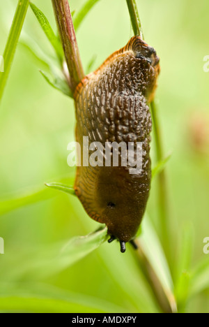 Campo grigio slug [Deroceras reticulatum] appendere la mucosa levetta del filamento Foto Stock